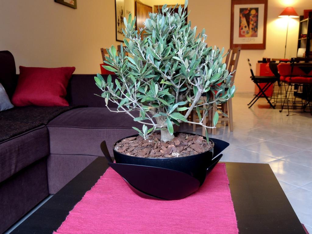 B&B Il Rosso E Il Nero Zafferana Etnea Εξωτερικό φωτογραφία